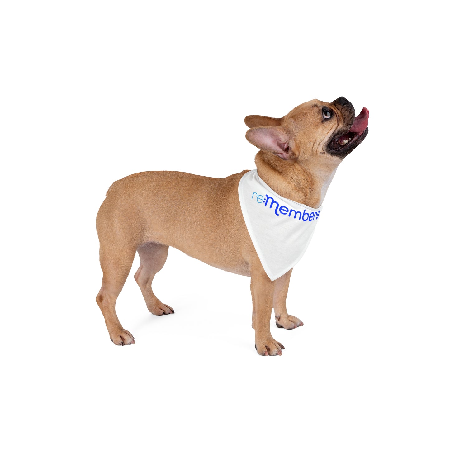 Pet Bandana - re:Members